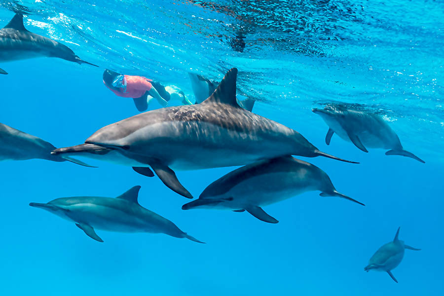 Moorea Dolphin Swimming