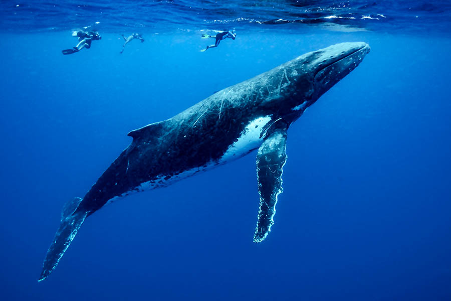 Moorea Whale Swimming